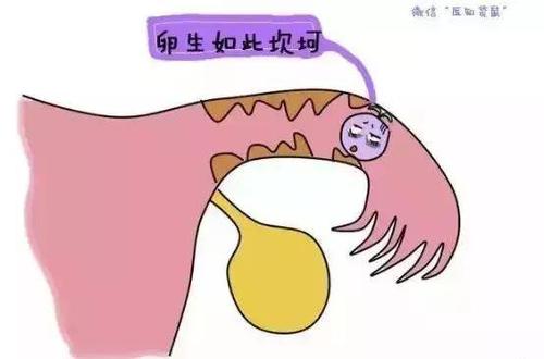 еļ